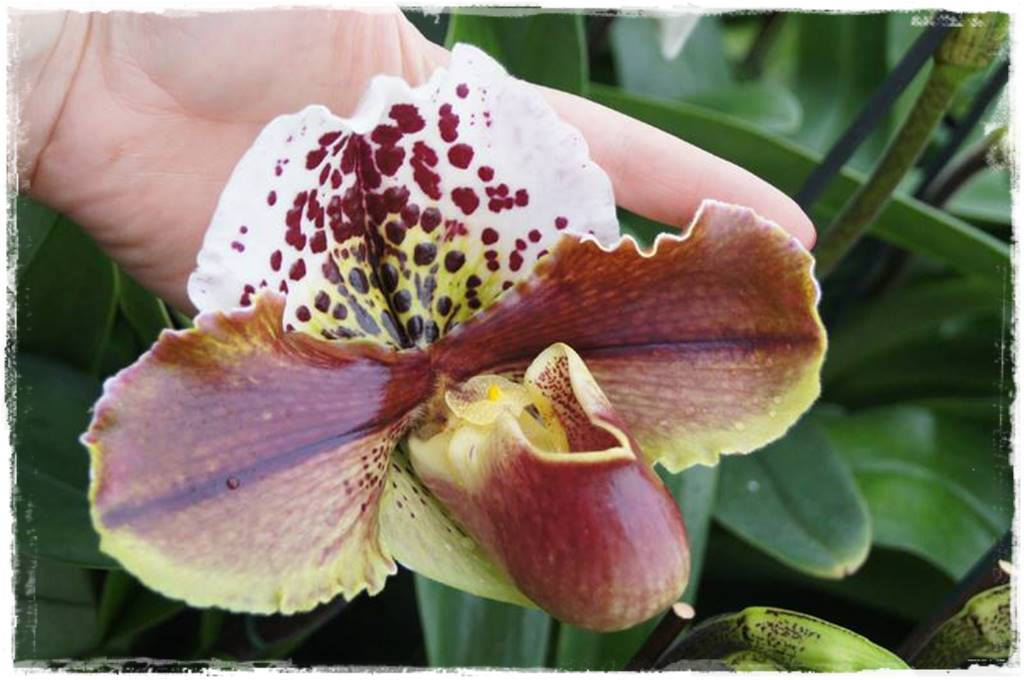 storczyk Paphiopedilum 1 storczyk Paphiopedilum 1