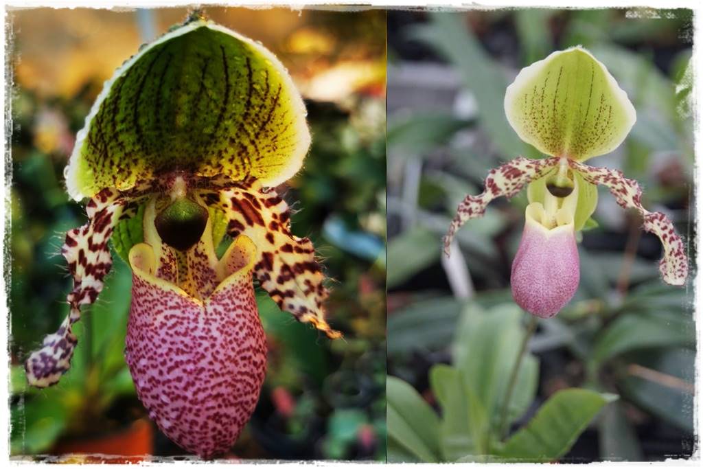 storczyk Paphiopedilum 10