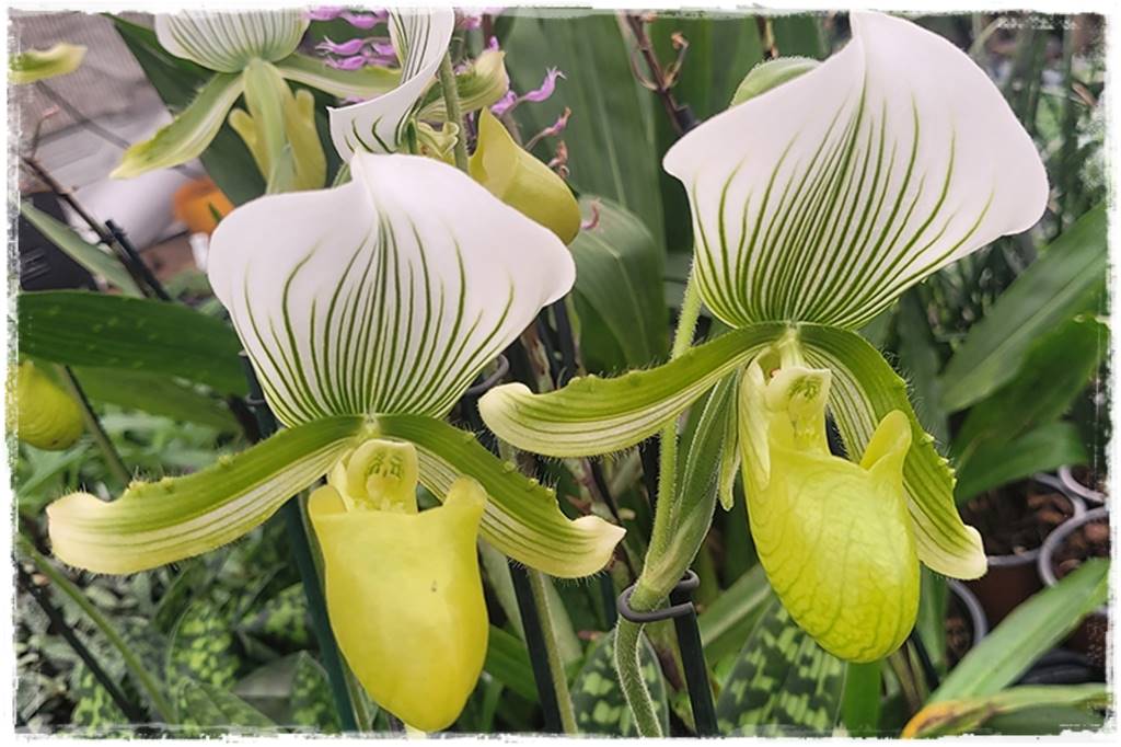 storczyk Paphiopedilum 11 storczyk Paphiopedilum 11
