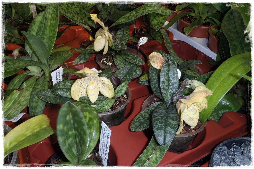 storczyk Paphiopedilum 12 storczyk Paphiopedilum 12