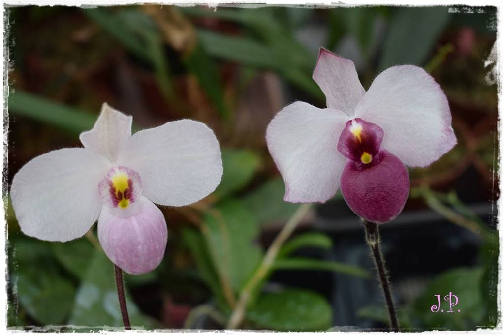 storczyk Paphiopedilum 13 storczyk Paphiopedilum 13