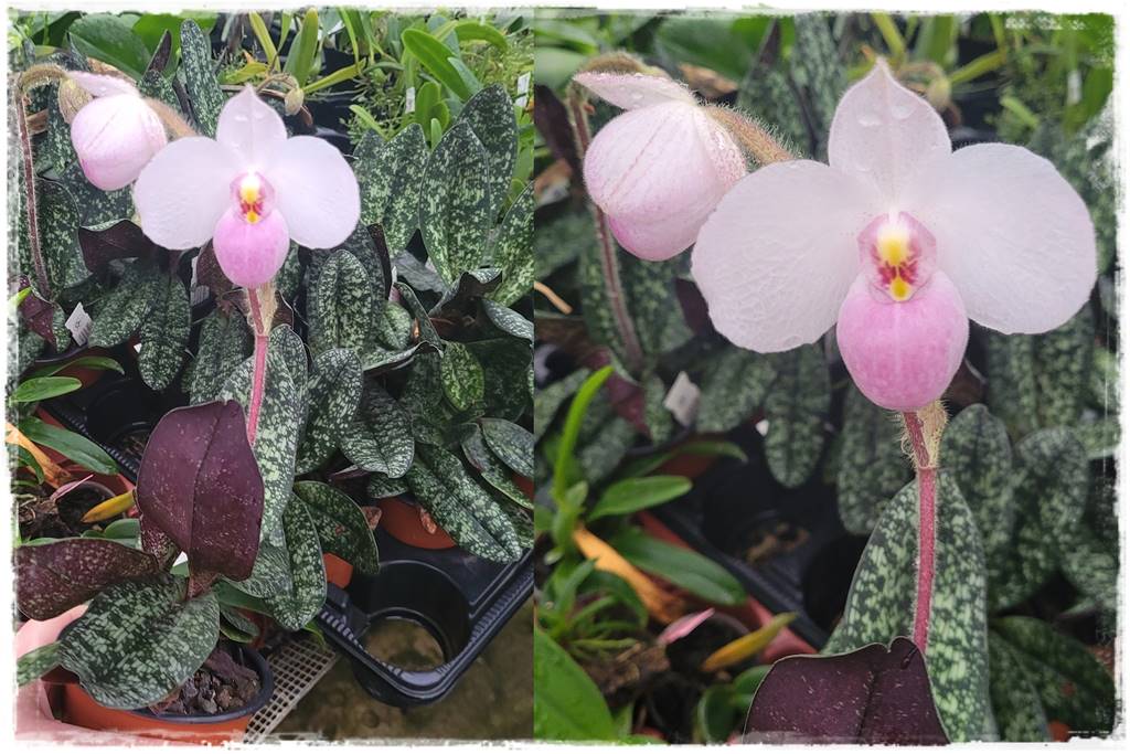 storczyk Paphiopedilum 14 storczyk Paphiopedilum 14