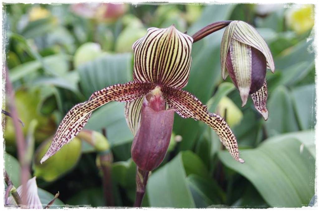 storczyk Paphiopedilum 15 storczyk Paphiopedilum 15