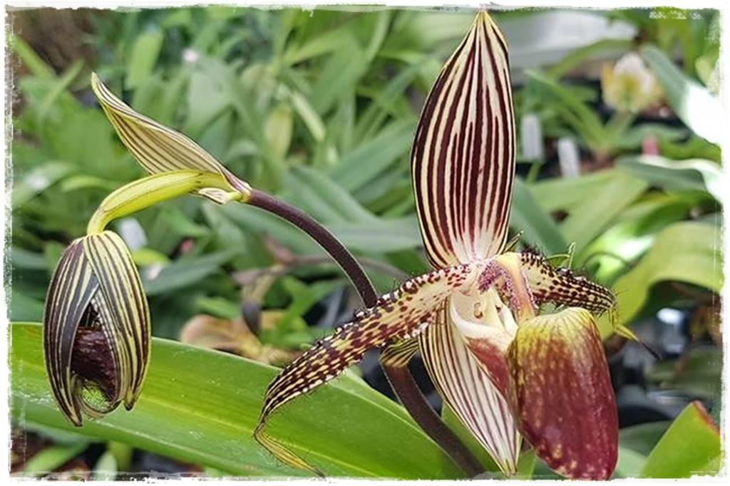 storczyk Paphiopedilum 16 storczyk Paphiopedilum 16
