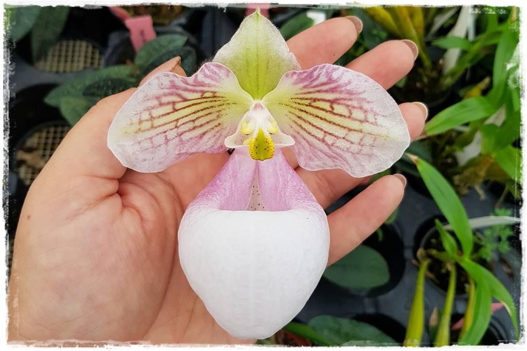 storczyk Paphiopedilum 17
