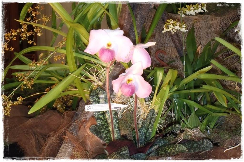 storczyk Paphiopedilum 18