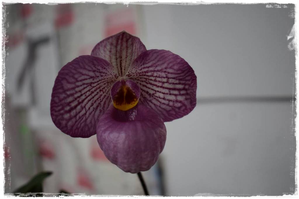 storczyk Paphiopedilum 19
