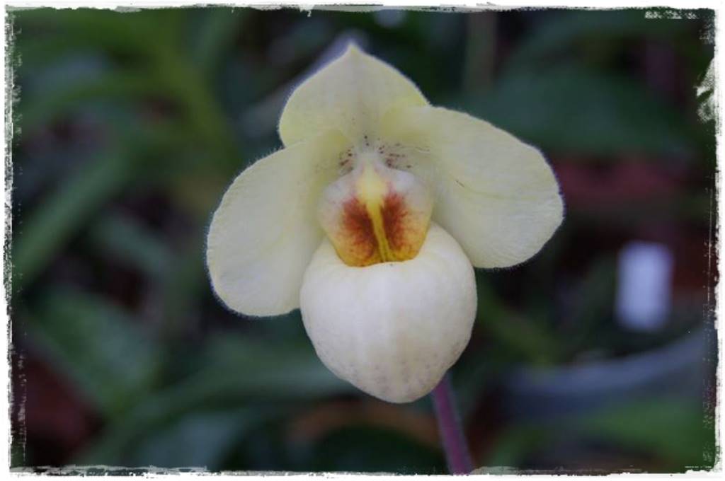 storczyk Paphiopedilum 2 storczyk Paphiopedilum 2