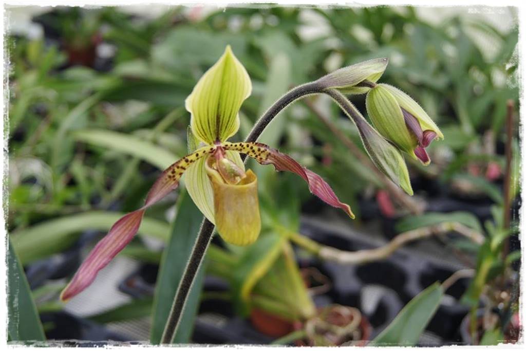 storczyk Paphiopedilum 20