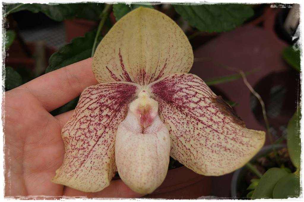 storczyk Paphiopedilum 21