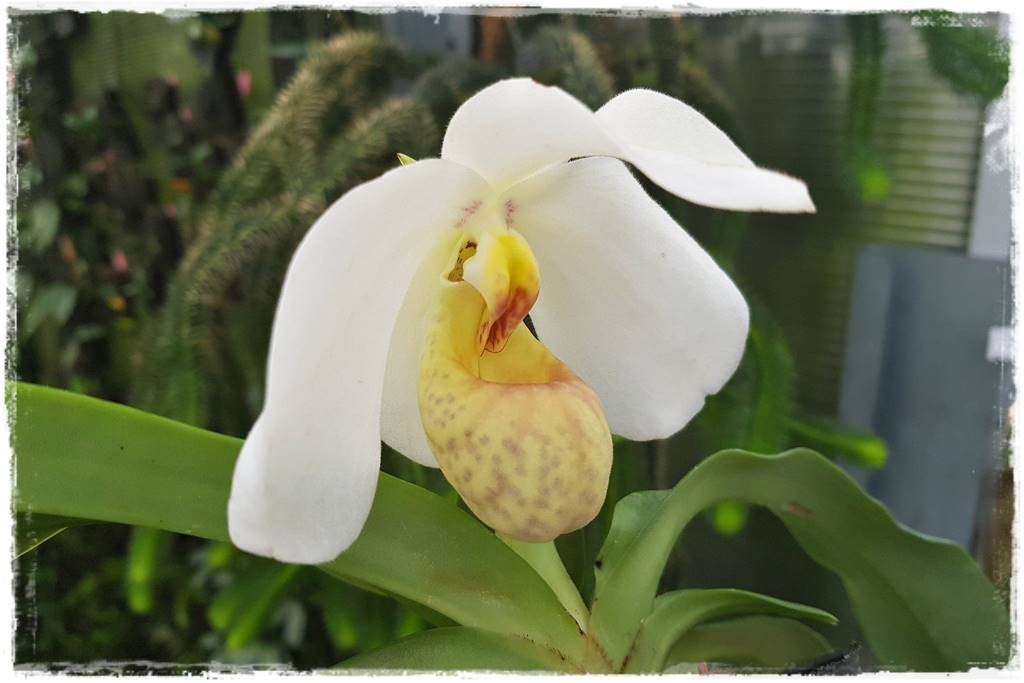 storczyk Paphiopedilum 22