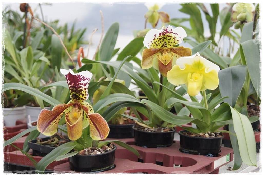 storczyk Paphiopedilum 23