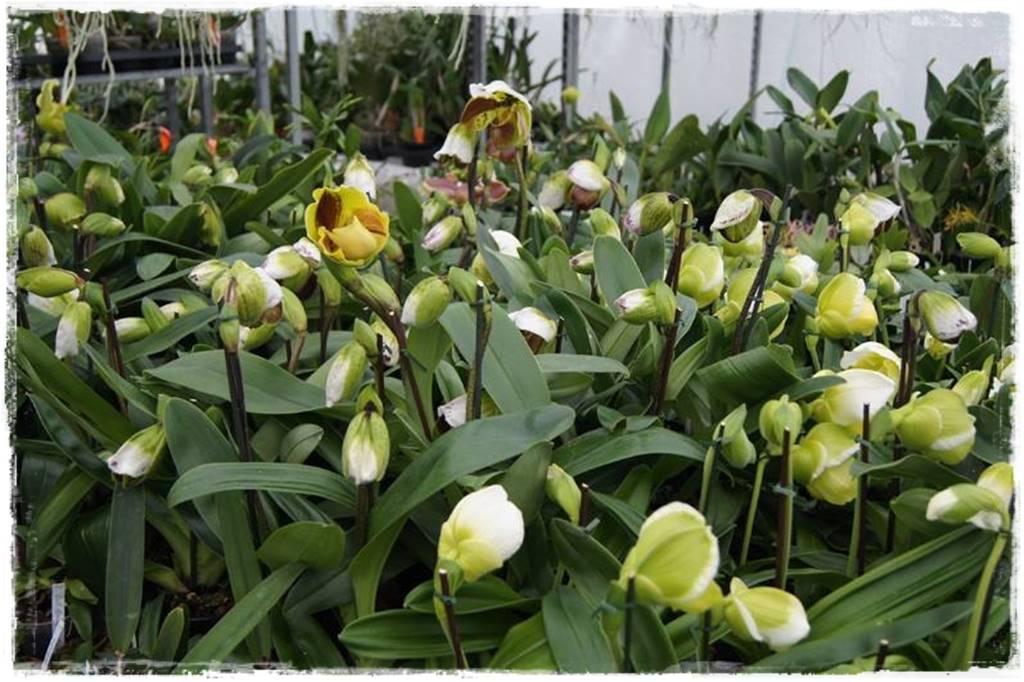 storczyk Paphiopedilum 24