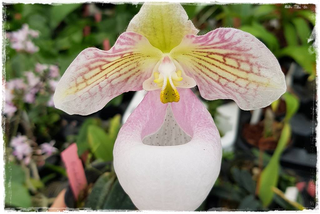 storczyk Paphiopedilum 25 storczyk Paphiopedilum 25