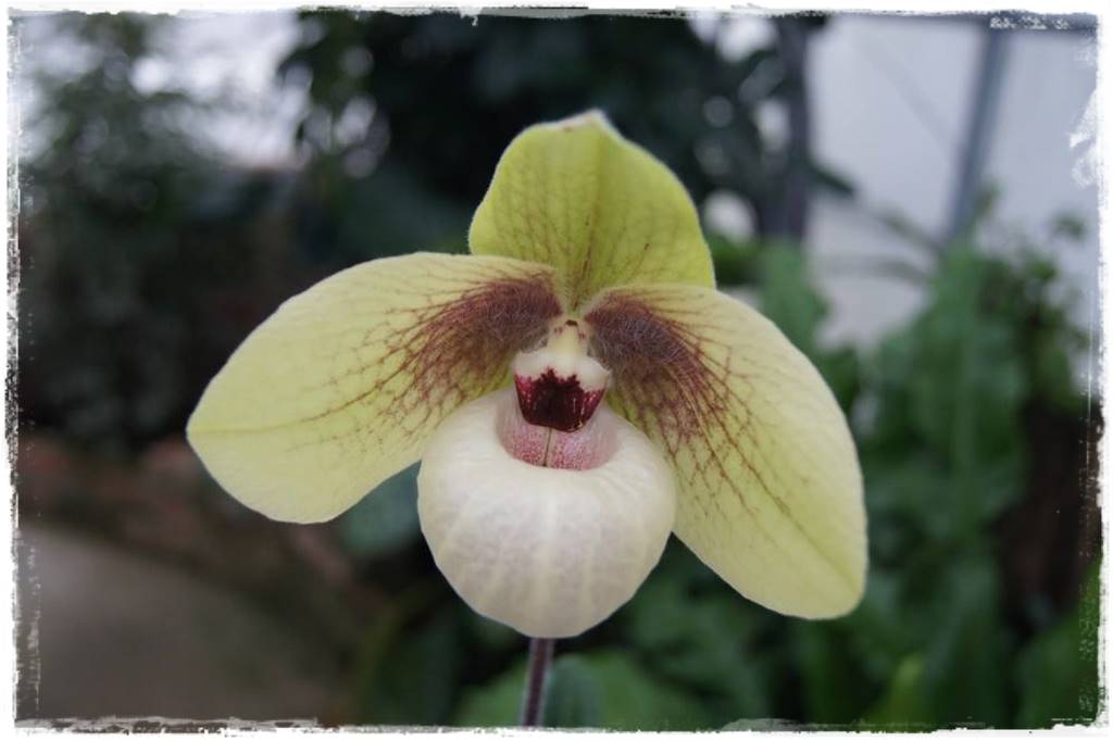 storczyk Paphiopedilum 26 storczyk Paphiopedilum 26
