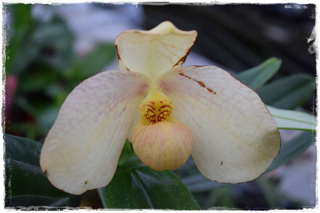 storczyk Paphiopedilum 27 storczyk Paphiopedilum 27