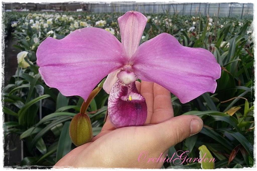 storczyk Paphiopedilum 28 storczyk Paphiopedilum 28