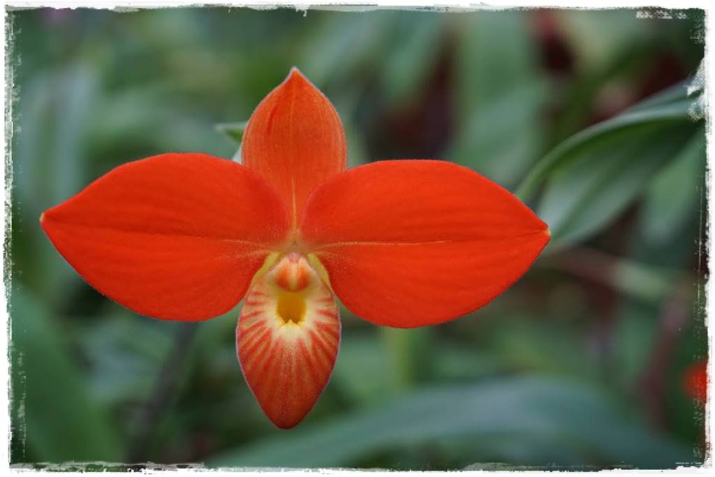 storczyk Paphiopedilum 29 storczyk Paphiopedilum 29