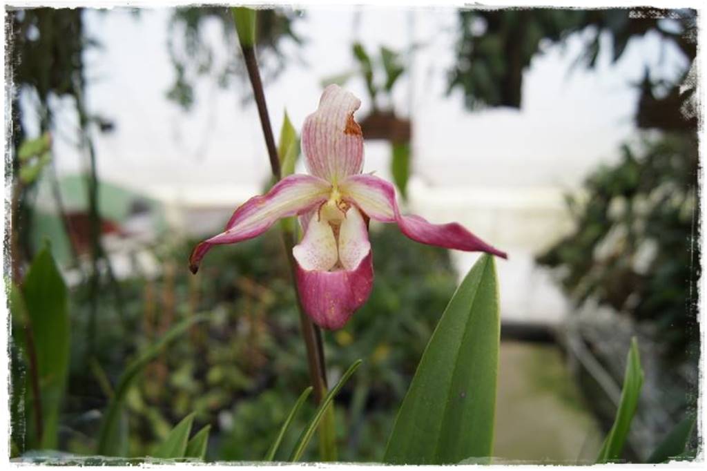 storczyk Paphiopedilum 30 storczyk Paphiopedilum 30
