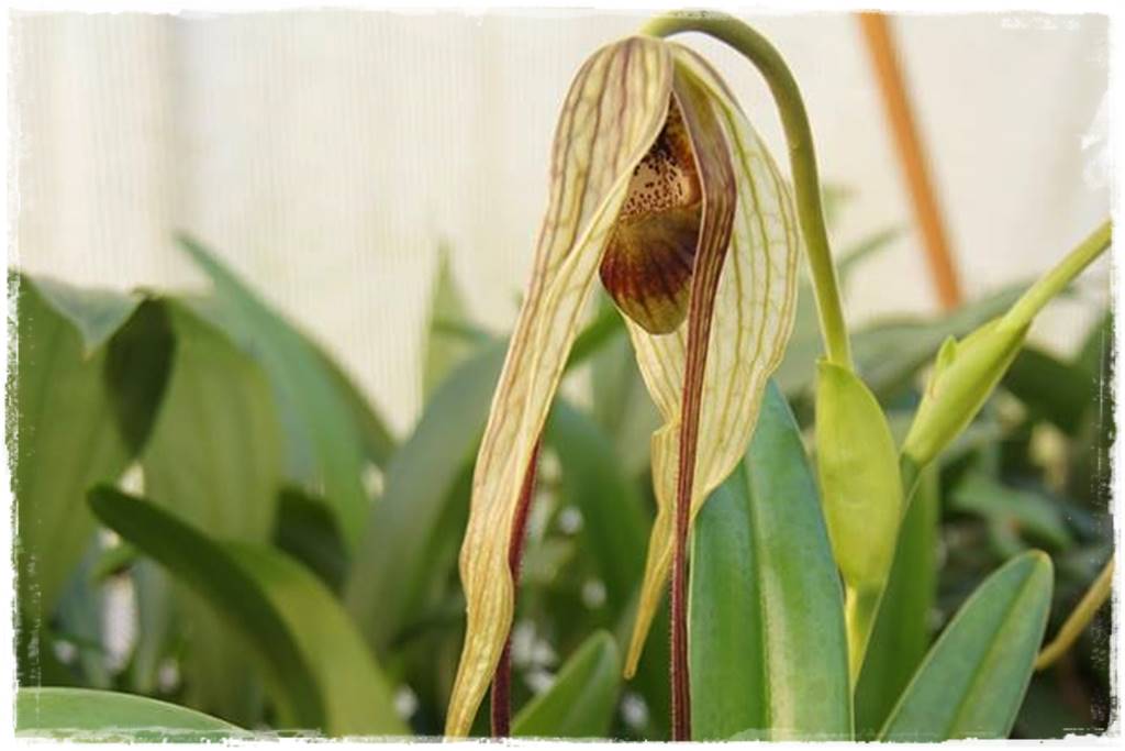storczyk Paphiopedilum 31 storczyk Paphiopedilum 31