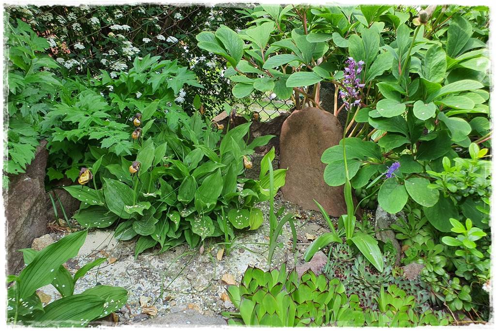 storczyk Paphiopedilum 32