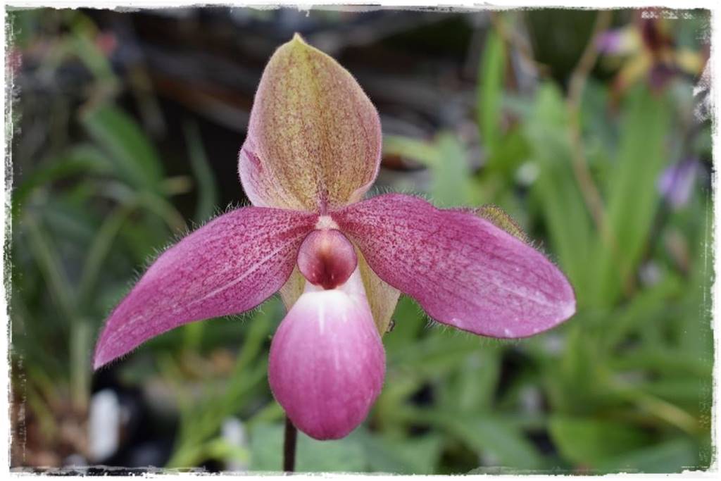 storczyk Paphiopedilum 4 storczyk Paphiopedilum 4