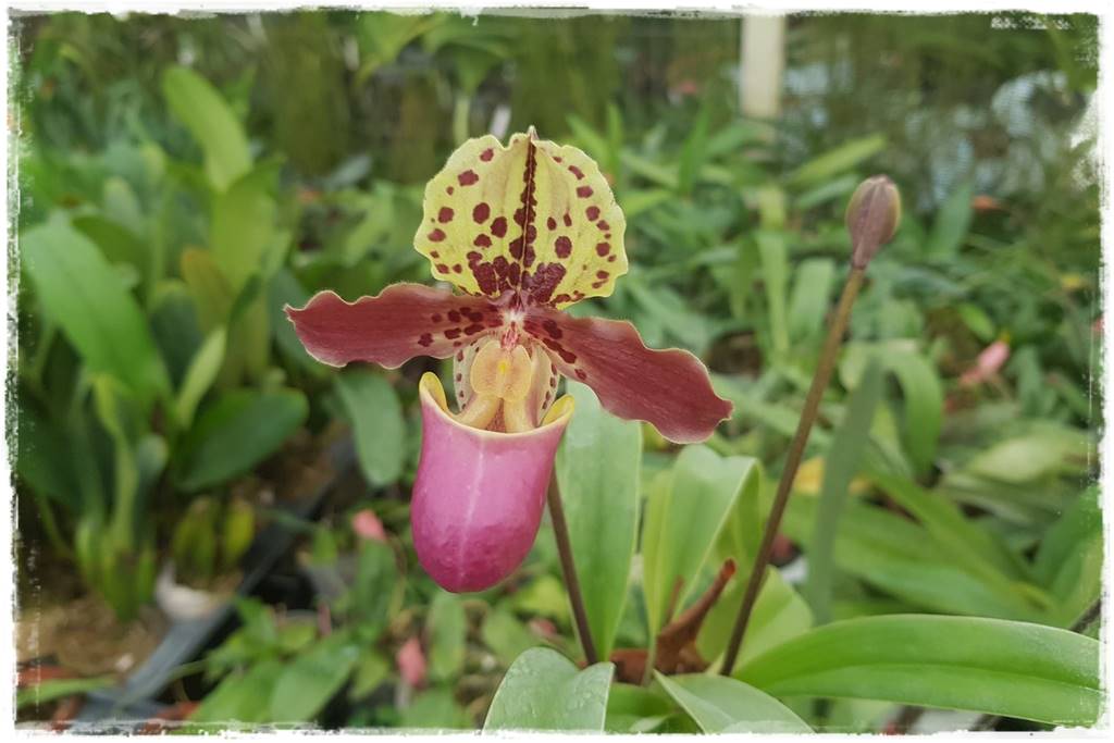 storczyk Paphiopedilum 5