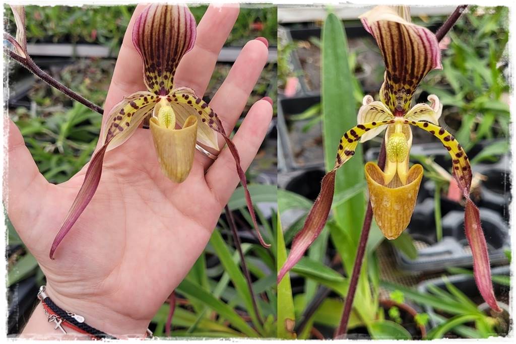 storczyk Paphiopedilum 6