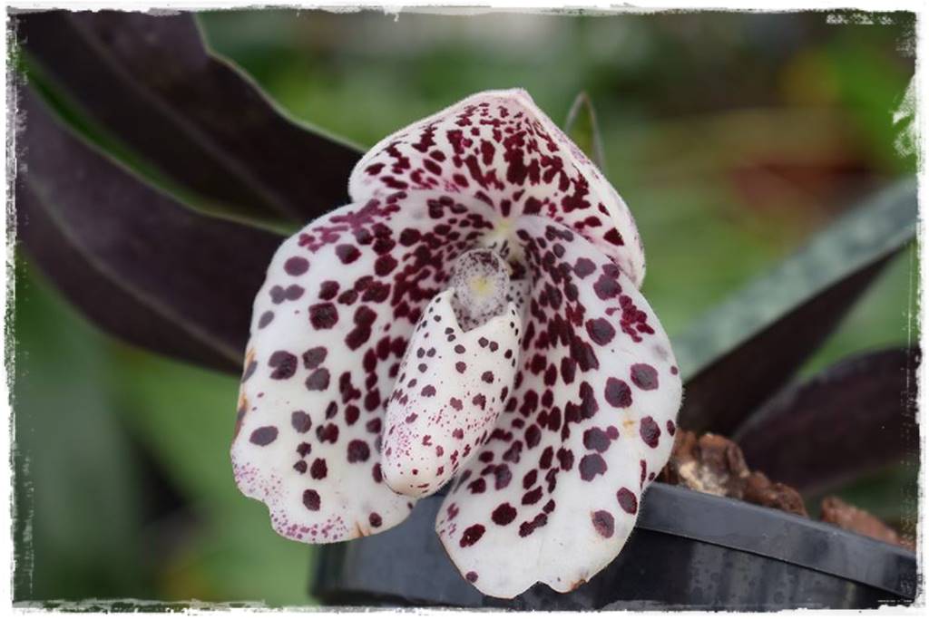 storczyk Paphiopedilum 7 storczyk Paphiopedilum 7