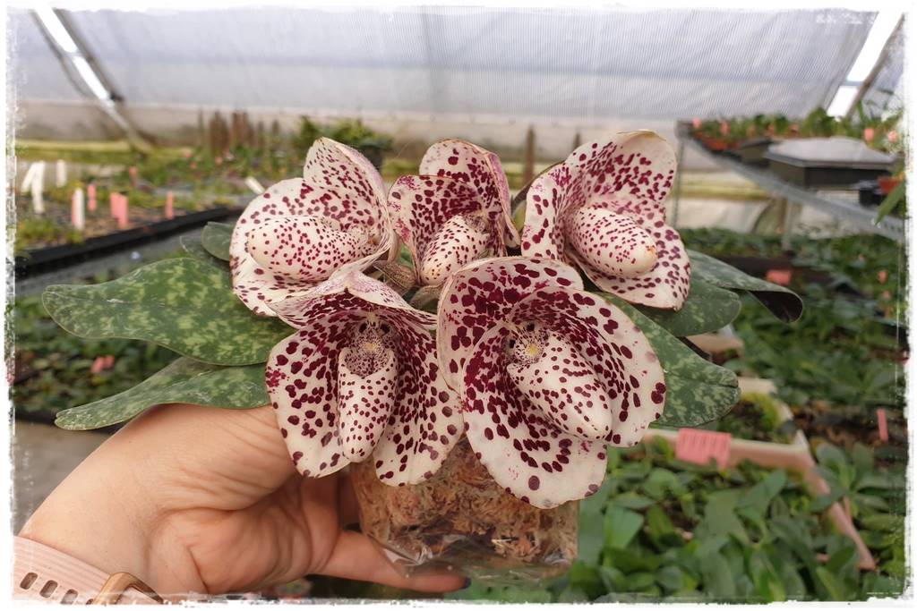 storczyk Paphiopedilum 8 storczyk Paphiopedilum 8