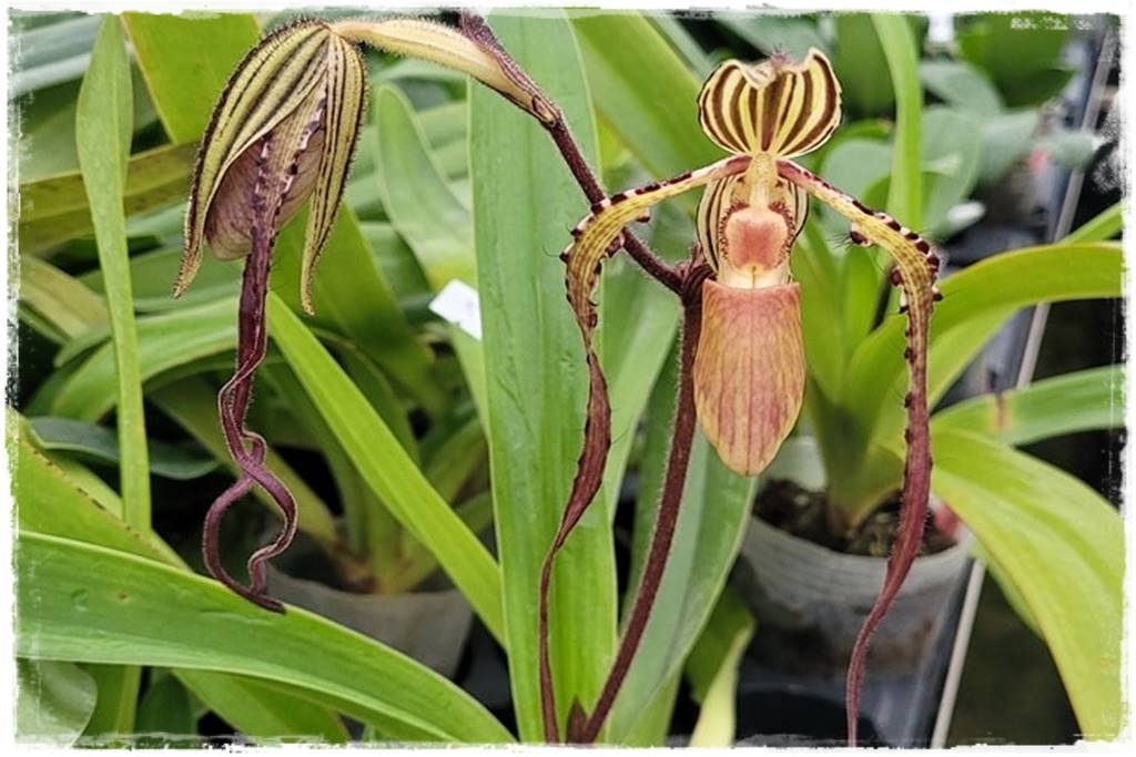 storczyk Paphiopedilum 9