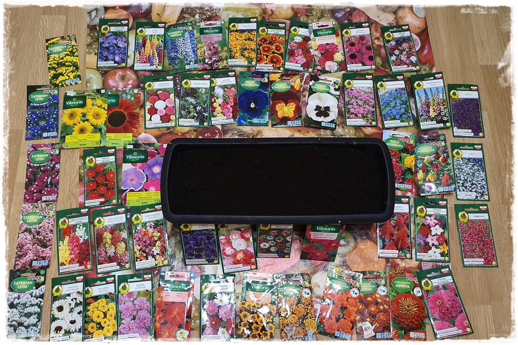 terminy siewu kwiatów jednorocznych 0a