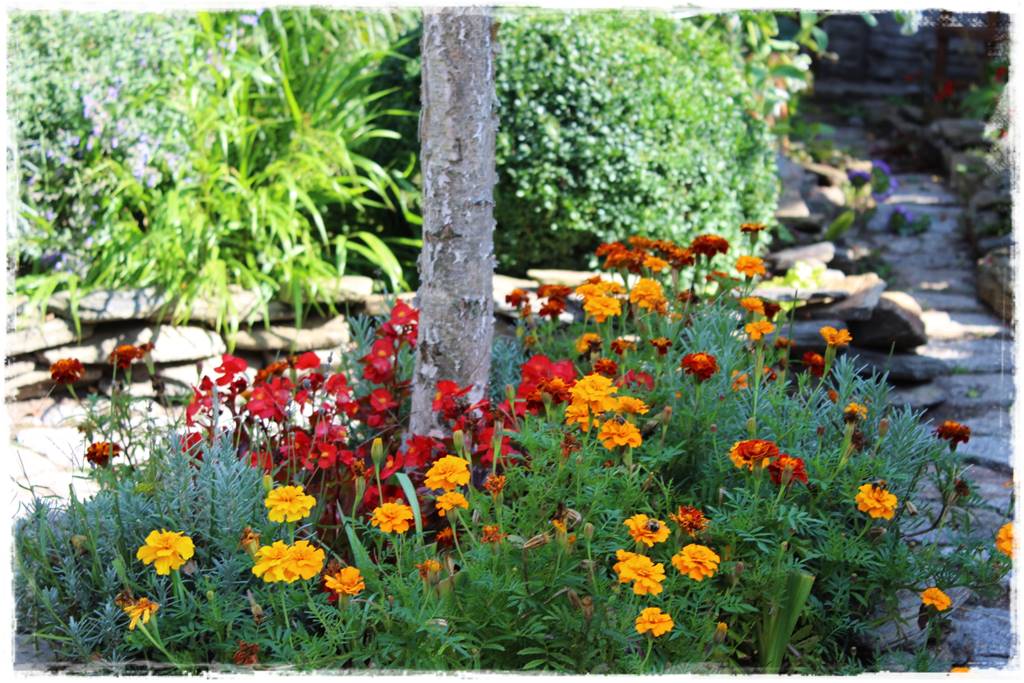 terminy siewu kwiatów jednorocznych 1