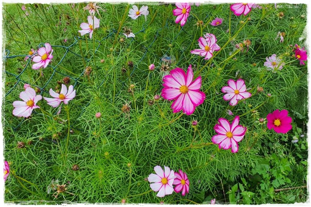 terminy siewu kwiatów jednorocznych 10