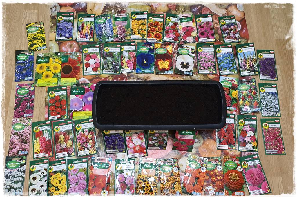 terminy siewu kwiatów jednorocznych 100