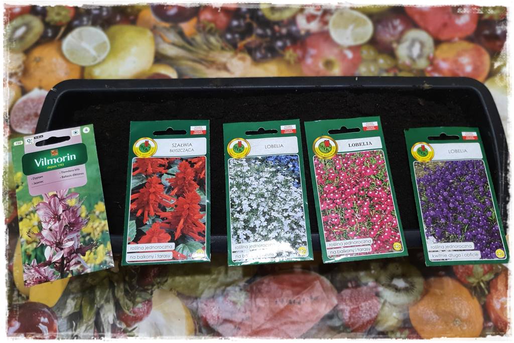 terminy siewu kwiatów jednorocznych 101