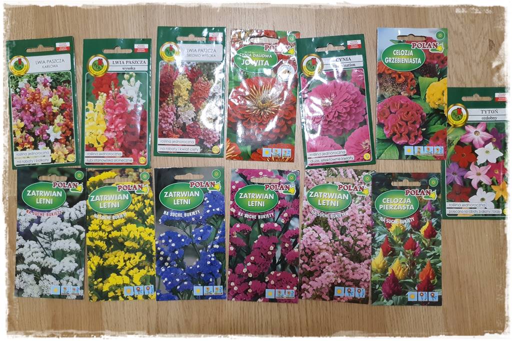 terminy siewu kwiatów jednorocznych 102
