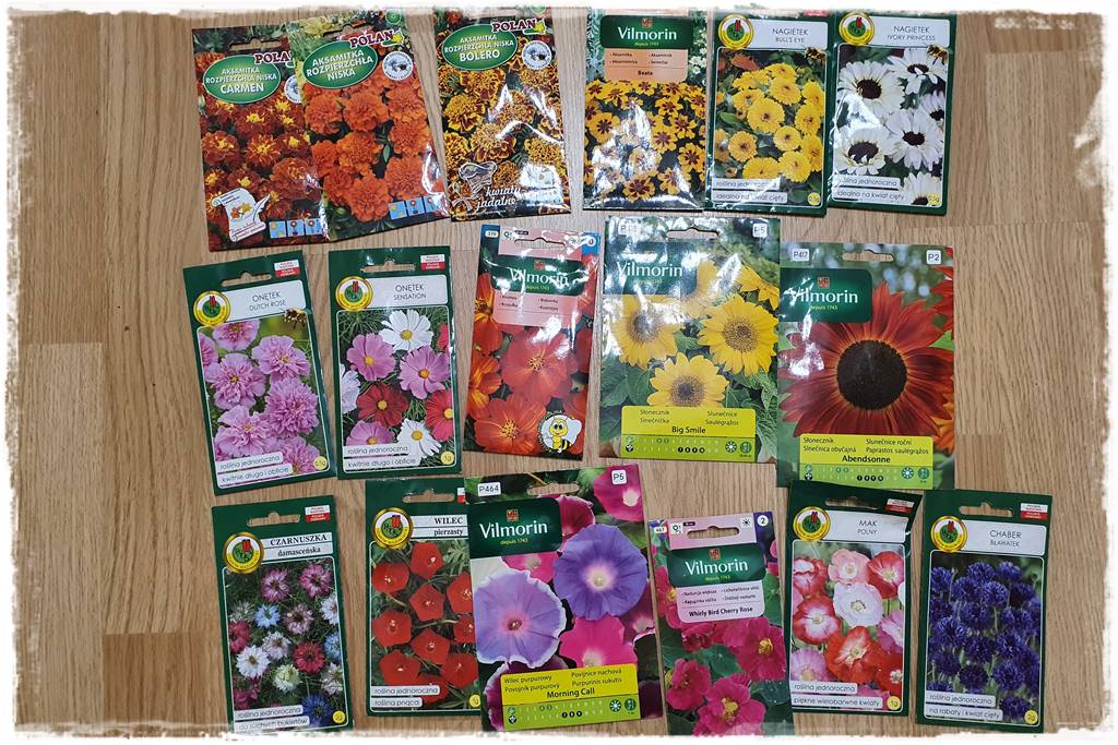 terminy siewu kwiatów jednorocznych 103