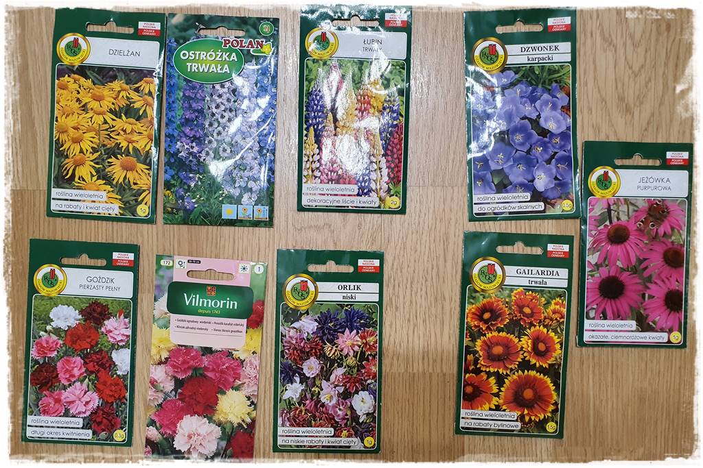 terminy siewu kwiatów jednorocznych 105