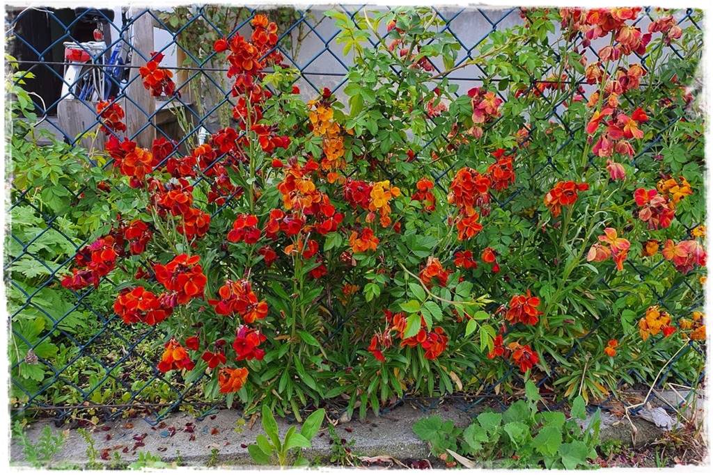 terminy siewu kwiatów jednorocznych 11