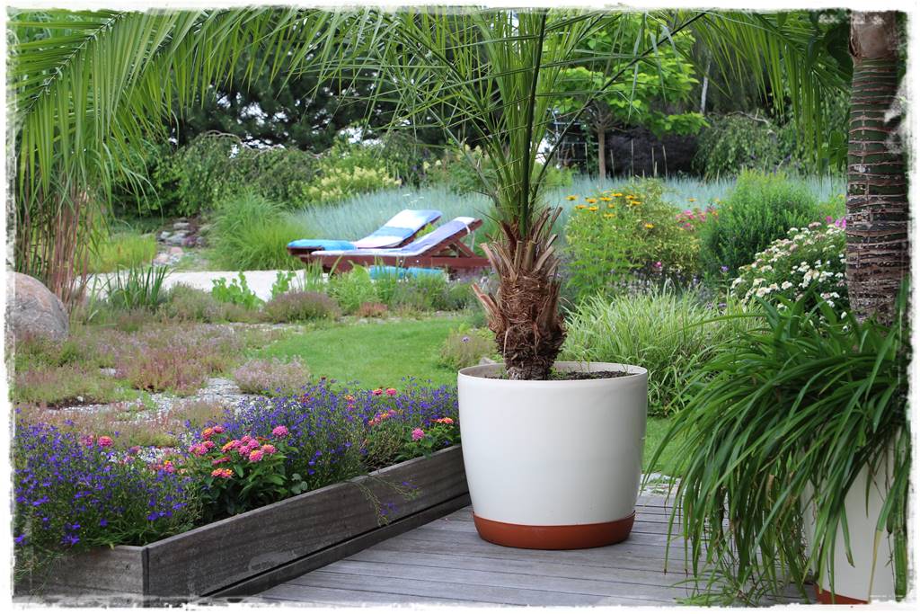 terminy siewu kwiatów jednorocznych 12