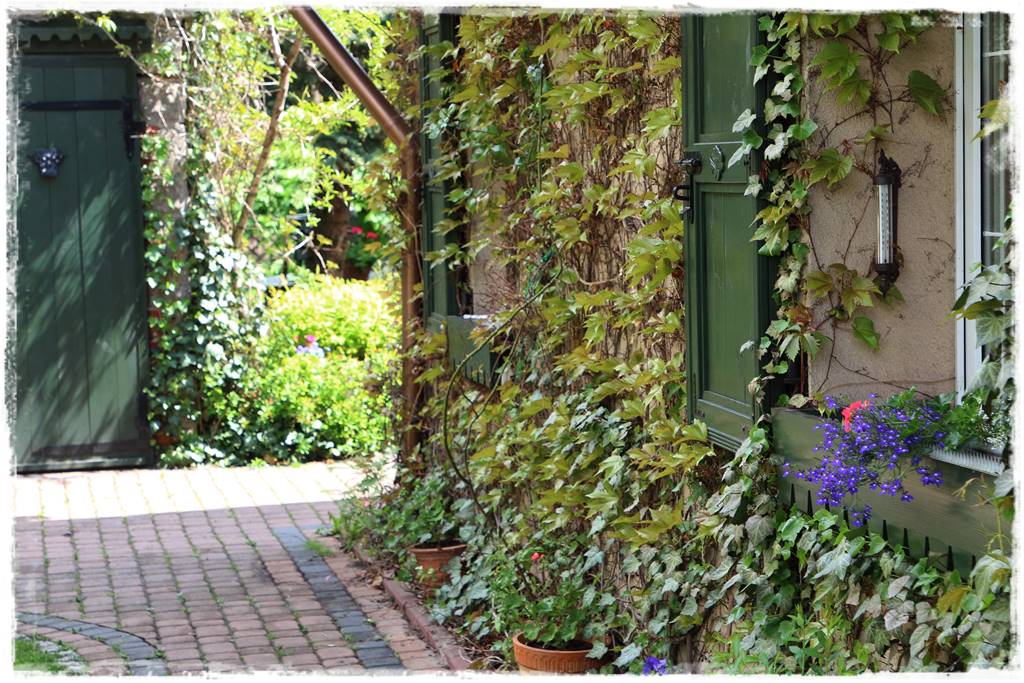 terminy siewu kwiatów jednorocznych 12a