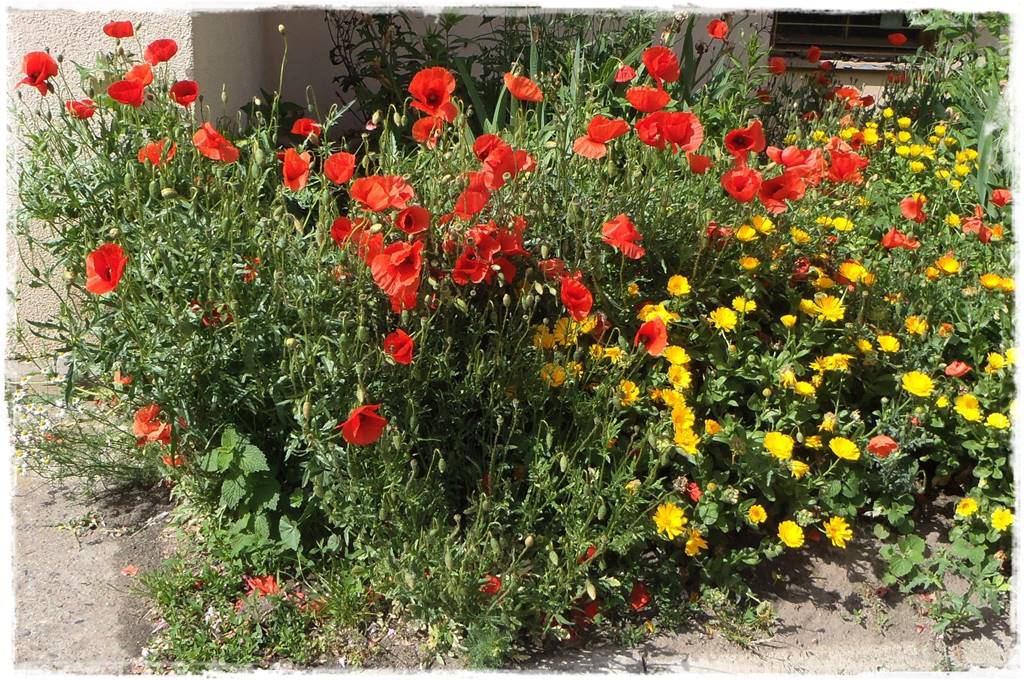 terminy siewu kwiatów jednorocznych 13