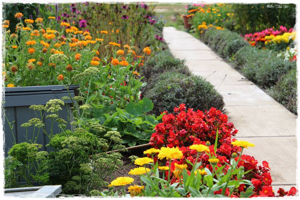 terminy siewu kwiatów jednorocznych 14