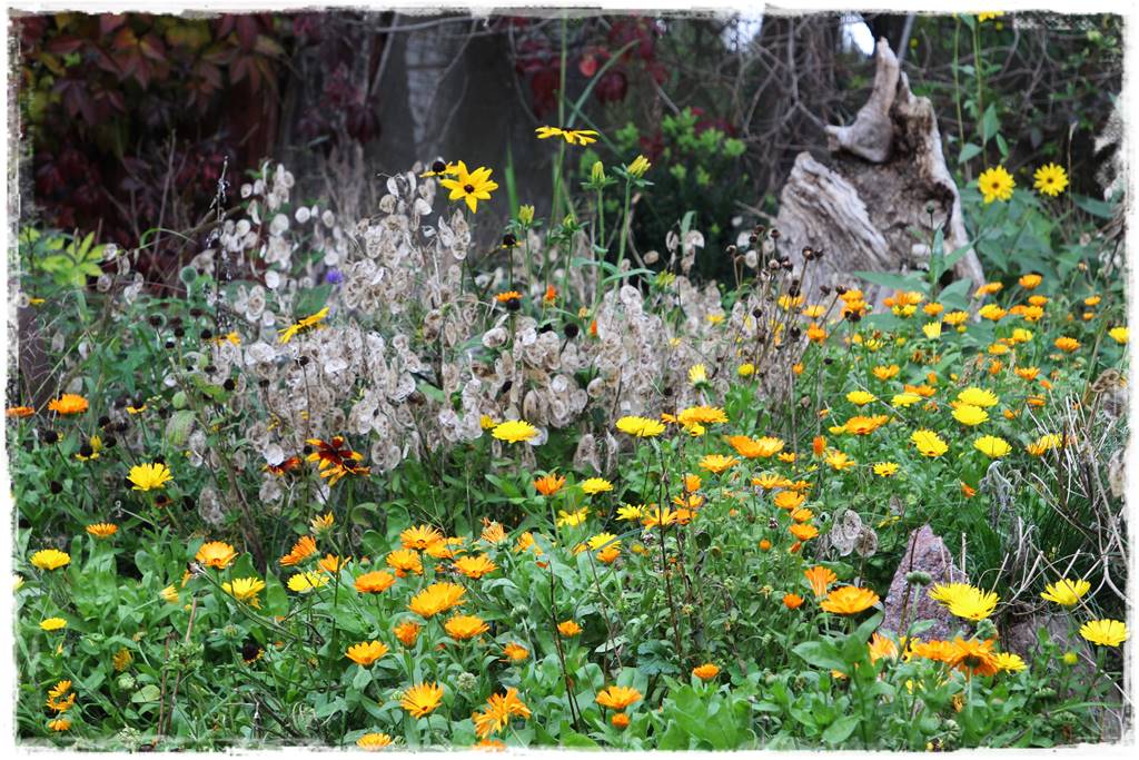 terminy siewu kwiatów jednorocznych 14a