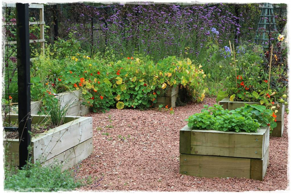 terminy siewu kwiatów jednorocznych 15