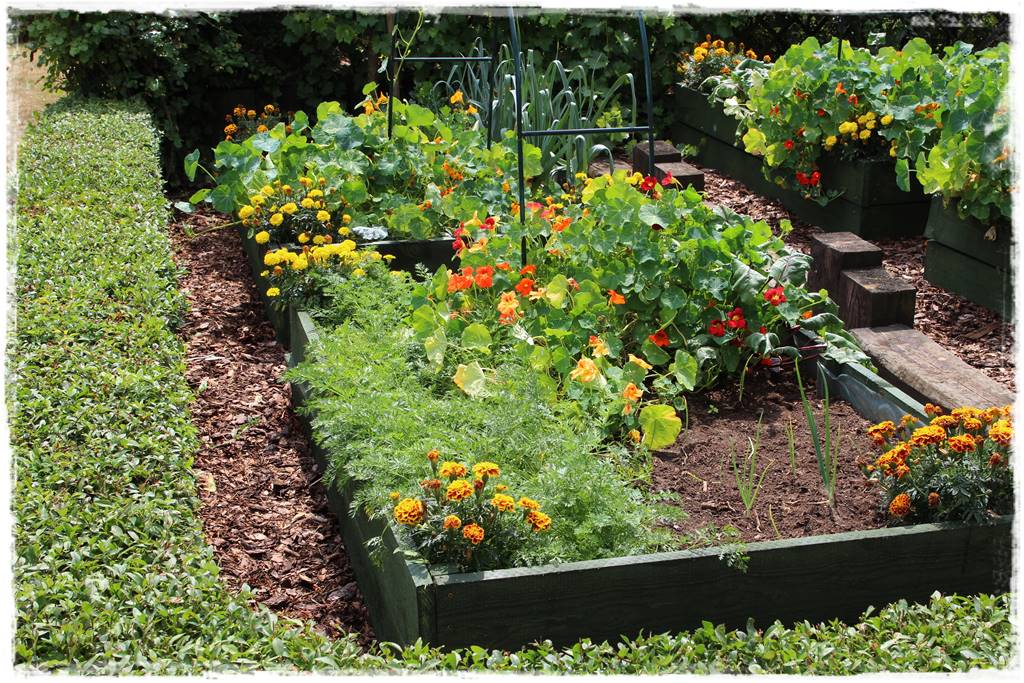 terminy siewu kwiatów jednorocznych 15a