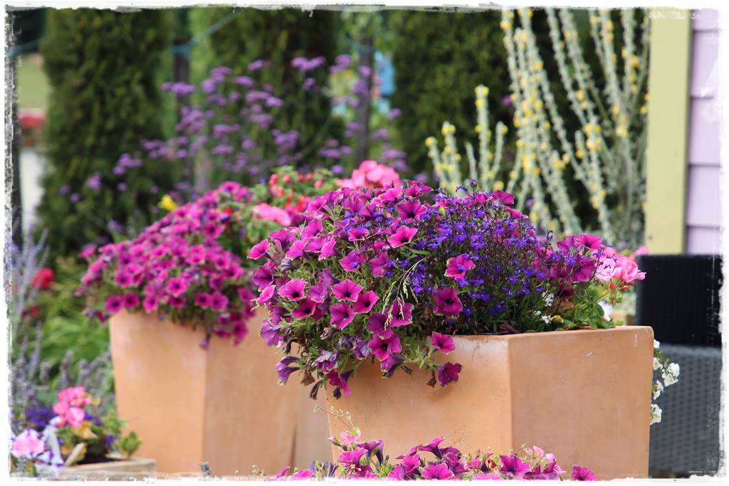 terminy siewu kwiatów jednorocznych 16c