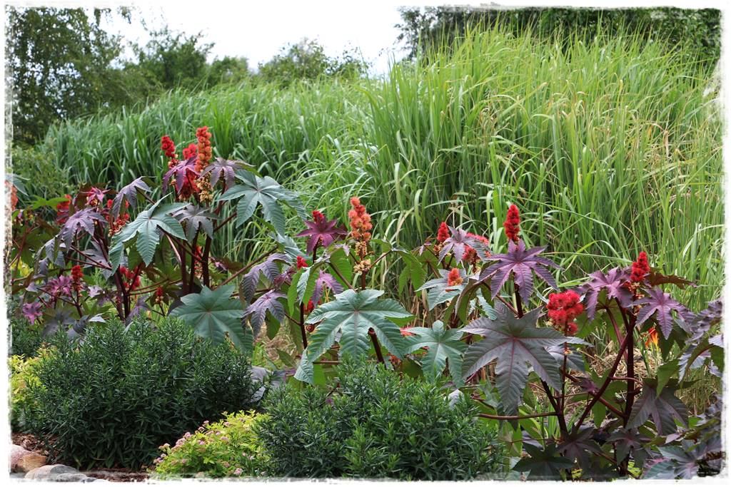 terminy siewu kwiatów jednorocznych 17