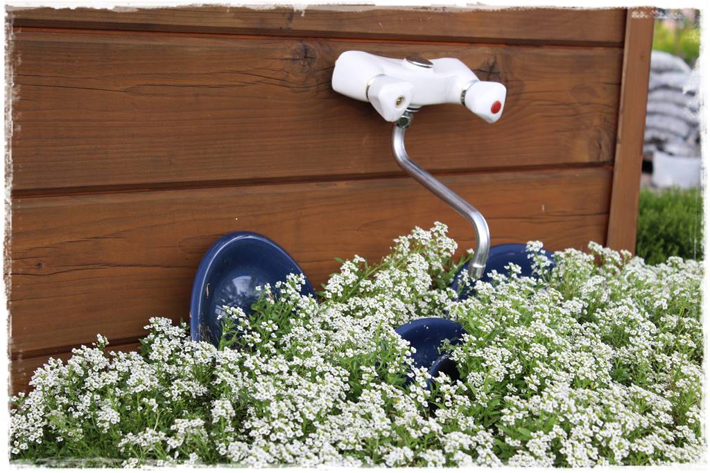 terminy siewu kwiatów jednorocznych 19